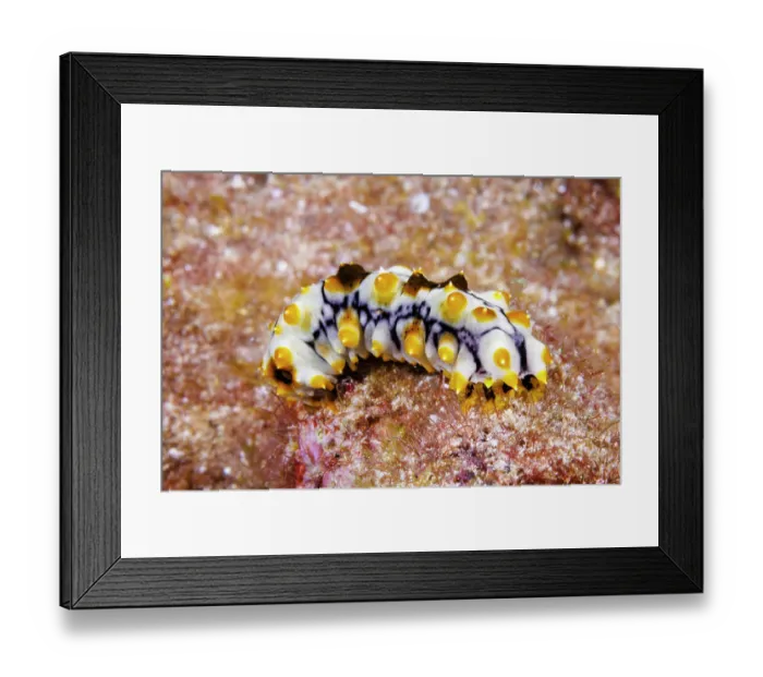 Framed Print : Graeffe's sea cucumber (Pearsonothuria graeffei) juvenile, nudibranch mimick, portrait, Guam, Federated States of Micronesia, Philippine Sea Framed Print : Graeffe's sea cucumber (Pearsonothuria graeffei) juvenile, nudibranch mimick, portrait, Guam, Federated States of Micronesia, Philippine Sea