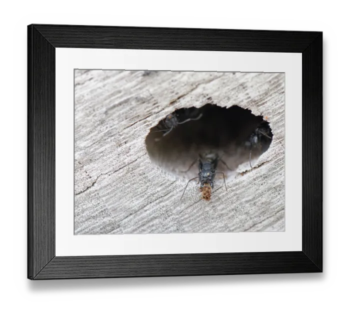 Framed Print : Hairy carpenter ant (Camponotus vagus) worker dropping a ball of frass wood shavings from a colony entrance in an old log on a beach, Corfu, Greece. May Framed Print : Hairy carpenter ant (Camponotus vagus) worker dropping a ball of frass wood shavings from a colony entrance in an old log on a beach, Corfu, Greece. May
