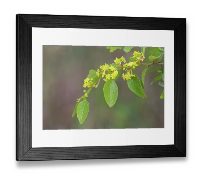 Framed Print : Jerusalem thorn tree (Paliurus spina-christi) flowering in coastal scrubland, Corfu, Greece. May Framed Print : Jerusalem thorn tree (Paliurus spina-christi) flowering in coastal scrubland, Corfu, Greece. May