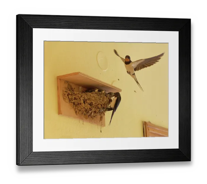 Framed Print : Barn swallow (Hirundo rustica) feeding chicks at a nest in a guest house corridor as its mate flies nearby, Corfu, Greece. May Framed Print : Barn swallow (Hirundo rustica) feeding chicks at a nest in a guest house corridor as its mate flies nearby, Corfu, Greece. May