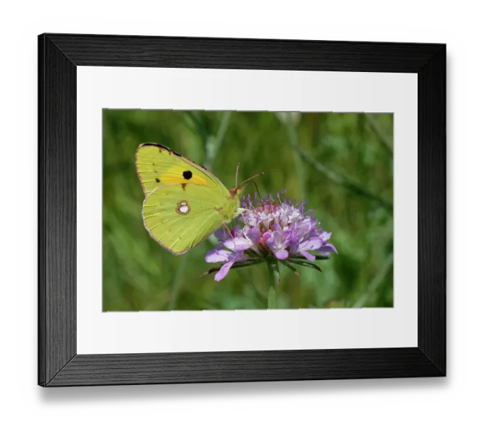 Framed Print : Clouded yellow butterfly (Colias croceus) nectaring on a Sweet scabious (Scabiosa atropurpurea) flowerhead, Corfu, Greece. May Framed Print : Clouded yellow butterfly (Colias croceus) nectaring on a Sweet scabious (Scabiosa atropurpurea) flowerhead, Corfu, Greece. May