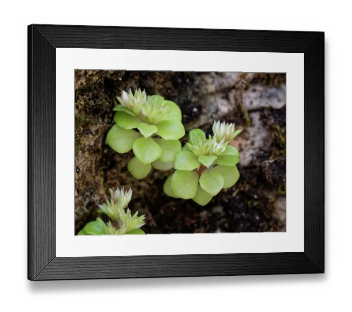 Framed Print : Starry stonecrop (Phedimus stellatus) flowering on a coastal rock face, Corfu, Greece. May Framed Print : Starry stonecrop (Phedimus stellatus) flowering on a coastal rock face, Corfu, Greece. May