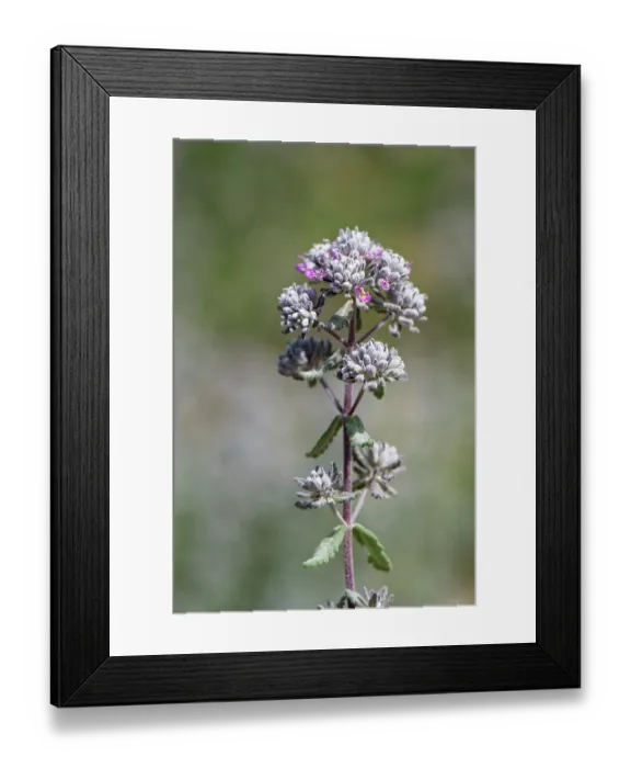 Framed Print : Felty germander  /  Cat-thyme (Teucrium capitatum) flowering on coastal grassland, near Cape Drastis, Corfu, Greece. May