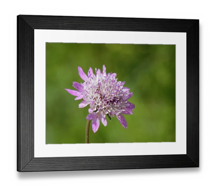 Framed Print : Sweet scabious (Scabiosa atropurpurea) flowerhead, Corfu, Greece. May Framed Print : Sweet scabious (Scabiosa atropurpurea) flowerhead, Corfu, Greece. May