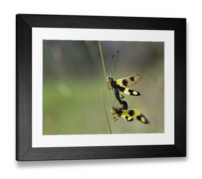 Framed Print : Owlflies (Libelloides macaronius) pair mating on a grass stem in coastal grassland, Corfu, Greece. May Framed Print : Owlflies (Libelloides macaronius) pair mating on a grass stem in coastal grassland, Corfu, Greece. May