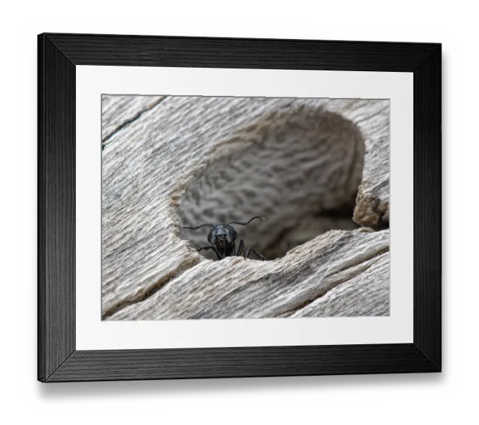 Framed Print : Hairy carpenter ant (Camponotus vagus) soldier guarding the colony entrance in an old log on a beach, Corfu, Greece. May Framed Print : Hairy carpenter ant (Camponotus vagus) soldier guarding the colony entrance in an old log on a beach, Corfu, Greece. May