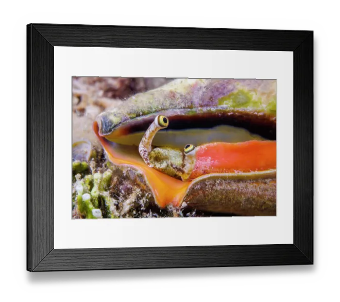 Framed Print : Strawberry conch (Conomurex luhuanus) close up portrait, Guam, Federated States of Micronesia, Pacific Ocean Framed Print : Strawberry conch (Conomurex luhuanus) close up portrait, Guam, Federated States of Micronesia, Pacific Ocean