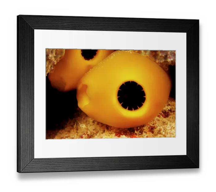Framed Print : Tunicate (Rhopalaea sp.) close up portrait, Guam, Federated States of Micronesia, Pacific Ocean Framed Print : Tunicate (Rhopalaea sp.) close up portrait, Guam, Federated States of Micronesia, Pacific Ocean