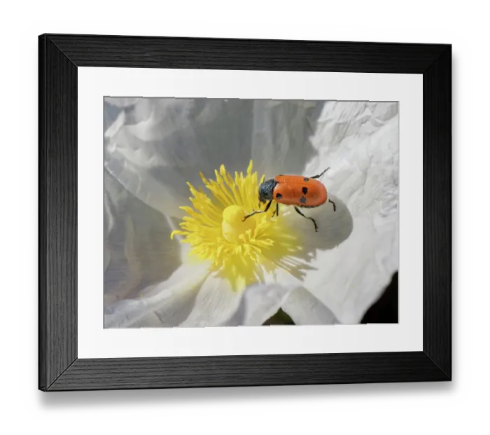 Framed Print : Three-spotted leaf beetle (Lachnaia tristigma) feeding on Gum cistus (Cistus ladanifer) pollen, Cabo de Gata-Nijar Natural Park, Almeria, Spain. March Framed Print : Three-spotted leaf beetle (Lachnaia tristigma) feeding on Gum cistus (Cistus ladanifer) pollen, Cabo de Gata-Nijar Natural Park, Almeria, Spain. March
