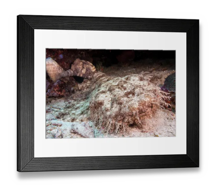 Framed Print : Tasselled wobbegong (Eucrossorhinus dasypogon) camouflaged on seabed, Indonesia, Pacific Ocean Framed Print : Tasselled wobbegong (Eucrossorhinus dasypogon) camouflaged on seabed, Indonesia, Pacific Ocean