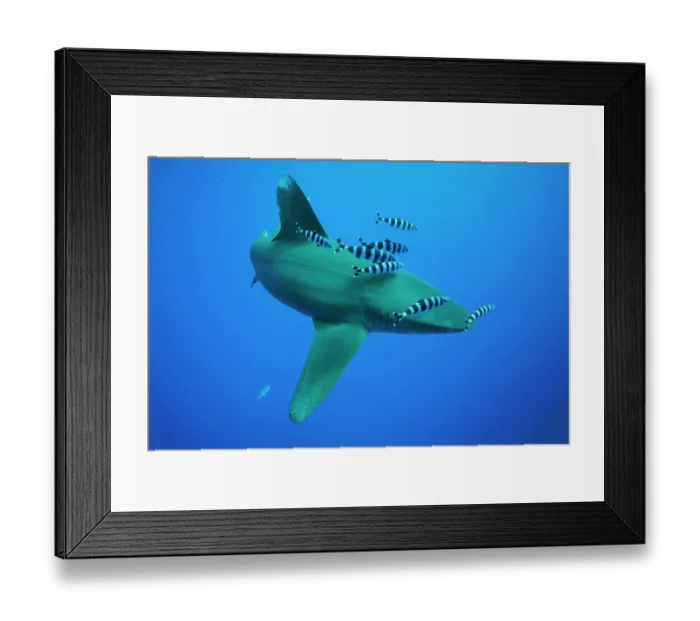Framed Print : Oceanic whitetip shark (Carcharhinus longimanus) with Pilotfish (Naucrates ductor) swimming several miles off the Big Island in open ocean, Hawaii, Pacific Ocean Framed Print : Oceanic whitetip shark (Carcharhinus longimanus) with Pilotfish (Naucrates ductor) swimming several miles off the Big Island in open ocean, Hawaii, Pacific Ocean