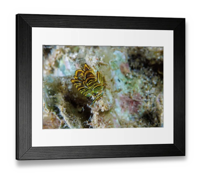 Framed Print : Black and gold sapsucking slug (Cyerce nigricans) portrait, Guam, Federated States of Micronesia, Philippine Sea Framed Print : Black and gold sapsucking slug (Cyerce nigricans) portrait, Guam, Federated States of Micronesia, Philippine Sea