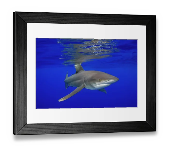 Framed Print : Oceanic whitetip shark (Carcharhinus longimanus) female, swimming several miles off the Big Island in open ocean, Hawaii, Pacific Ocean. Critically endangered Framed Print : Oceanic whitetip shark (Carcharhinus longimanus) female, swimming several miles off the Big Island in open ocean, Hawaii, Pacific Ocean. Critically endangered