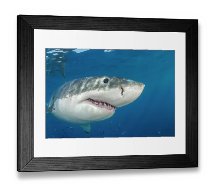 Framed Print : Great white shark (Carcharodon carcharias) portrait, Guadalupe Island, Mexico, Pacific Ocean Framed Print : Great white shark (Carcharodon carcharias) portrait, Guadalupe Island, Mexico, Pacific Ocean
