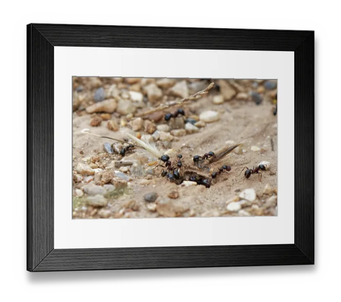 Framed Print : Wasmann's harvester ant (Messor wasmanni) workers carrying grass seeds into their nest in coastal sand dunes, Corfu, Greece. May Framed Print : Wasmann's harvester ant (Messor wasmanni) workers carrying grass seeds into their nest in coastal sand dunes, Corfu, Greece. May