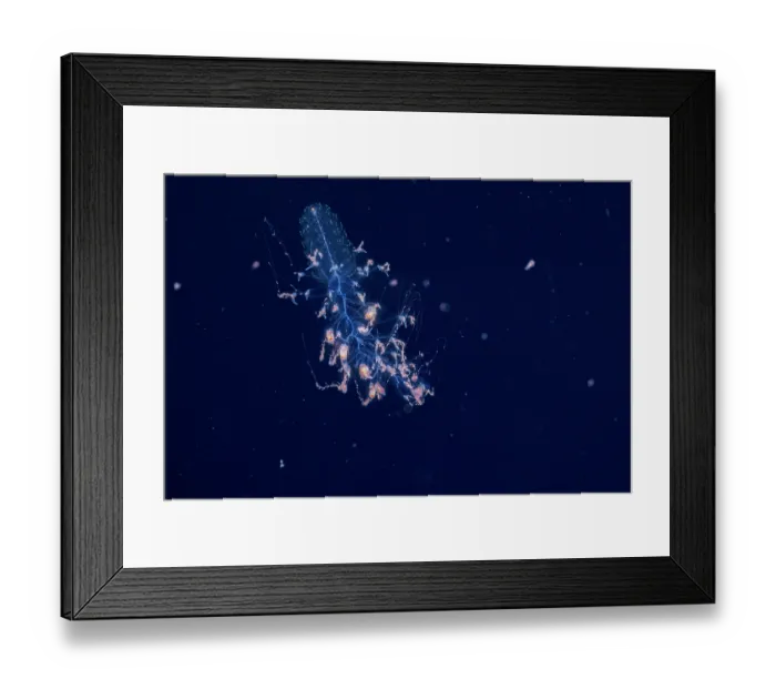 Framed Print : Siphonophore (Forskalia formosa) capturing crustacean prey in its venomous tentacles, Yap, Federated States of Micronesia, Pacific Ocean Framed Print : Siphonophore (Forskalia formosa) capturing crustacean prey in its venomous tentacles, Yap, Federated States of Micronesia, Pacific Ocean