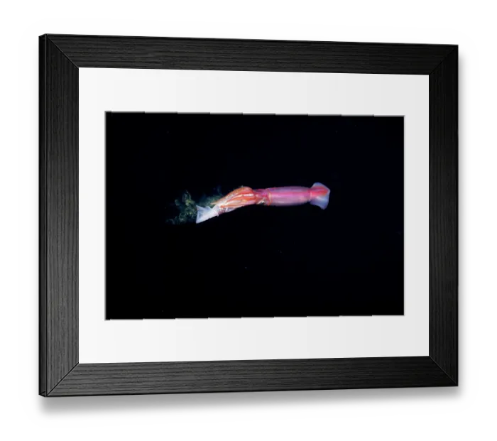 Framed Print : Purpleback flying squid (Sthenoteuthis oualaniensis) feeding on another Purpleback flying squid at night, a mile off the island of Yap, Federated States of Micronesia Framed Print : Purpleback flying squid (Sthenoteuthis oualaniensis) feeding on another Purpleback flying squid at night, a mile off the island of Yap, Federated States of Micronesia