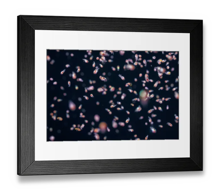 Framed Print : Large group of Parasitic amphipods swarming at night attracted to the light, Yap, Federated States of Micronesia, Pacific Ocean Framed Print : Large group of Parasitic amphipods swarming at night attracted to the light, Yap, Federated States of Micronesia, Pacific Ocean