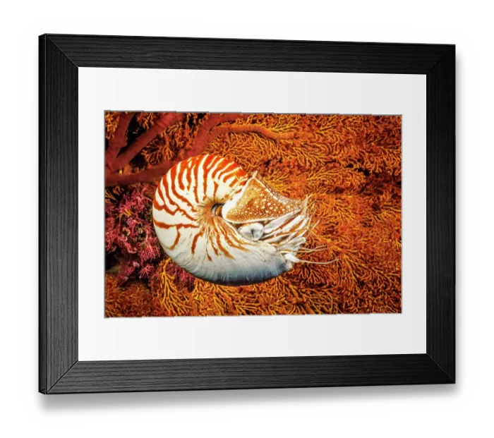 Framed Print : Chambered nautilus (Nautilus pompilius) portrait, Indonesia, Indo-Pacific Framed Print : Chambered nautilus (Nautilus pompilius) portrait, Indonesia, Indo-Pacific