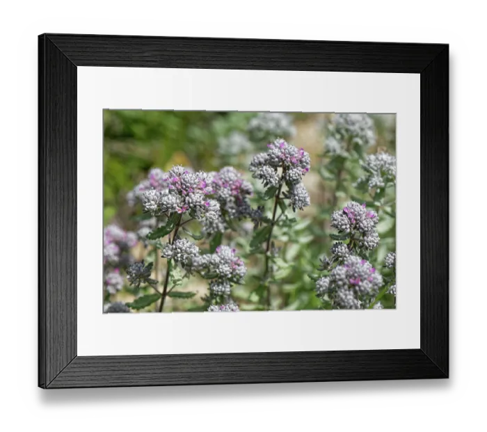 Framed Print : Felty germander  /  Cat-thyme (Teucrium capitatum) clump flowering on coastal grassland, near Cape Drastis, Corfu, Greece. May
