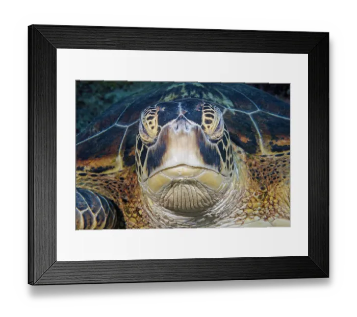 Framed Print : Green sea turtle (Chelonia mydas) head portrait, Guam, Micronesia, Pacific Ocean. Endangered Framed Print : Green sea turtle (Chelonia mydas) head portrait, Guam, Micronesia, Pacific Ocean. Endangered