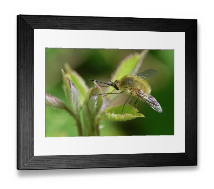 Framed Print : Woolly bee fly (Systoechus sp.) resting on coastal vegetation, Corfu, Greece. May Framed Print : Woolly bee fly (Systoechus sp.) resting on coastal vegetation, Corfu, Greece. May