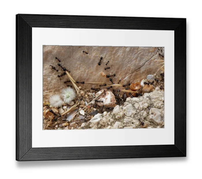 Framed Print : Wasmann's harvester ant (Messor wasmanni) workers carrying grass seeds to their nest on a rocky coastal hillside, Corfu, Greece. May Framed Print : Wasmann's harvester ant (Messor wasmanni) workers carrying grass seeds to their nest on a rocky coastal hillside, Corfu, Greece. May