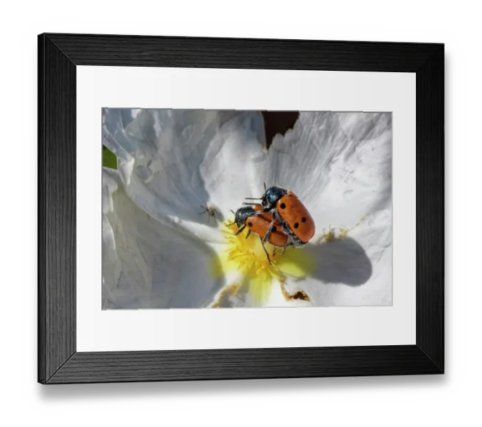 Framed Print : Three-spotted leaf beetle (Lachnaia tristigma) pair mating as the female feeds on Gum cistus (Cistus ladanifer) pollen, Cabo de Gata-Nijar Natural Park, Almeria, Spain. March Framed Print : Three-spotted leaf beetle (Lachnaia tristigma) pair mating as the female feeds on Gum cistus (Cistus ladanifer) pollen, Cabo de Gata-Nijar Natural Park, Almeria, Spain. March