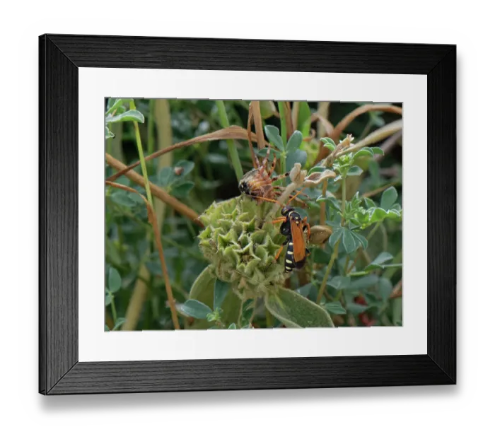 Framed Print : Spider wasp (Parabatozonus lacerticida) with orb weaver spider prey in coastal scrubland, Corfu, Greece. May Framed Print : Spider wasp (Parabatozonus lacerticida) with orb weaver spider prey in coastal scrubland, Corfu, Greece. May