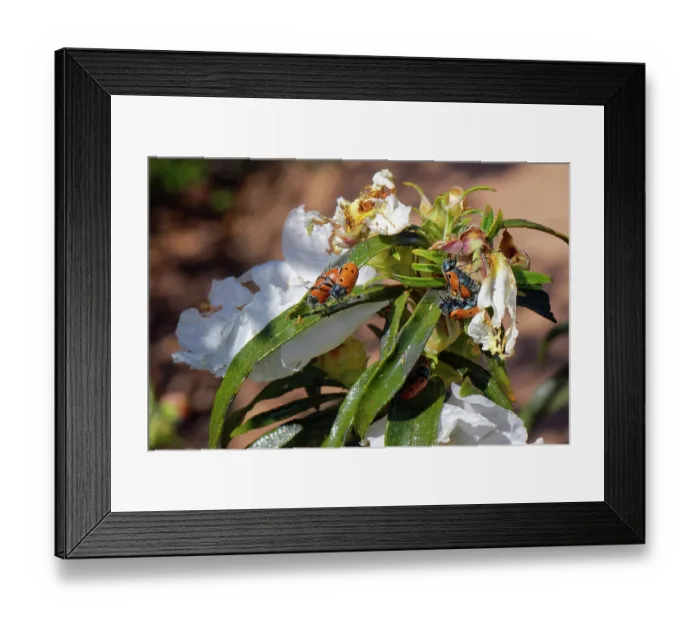 Framed Print : Three-spotted leaf beetle (Lachnaia tristigma) pairs mating on a Gum cistus (Cistus ladanifer) bush, Cabo de Gata-Nijar Natural Park, Almeria, Spain. March Framed Print : Three-spotted leaf beetle (Lachnaia tristigma) pairs mating on a Gum cistus (Cistus ladanifer) bush, Cabo de Gata-Nijar Natural Park, Almeria, Spain. March