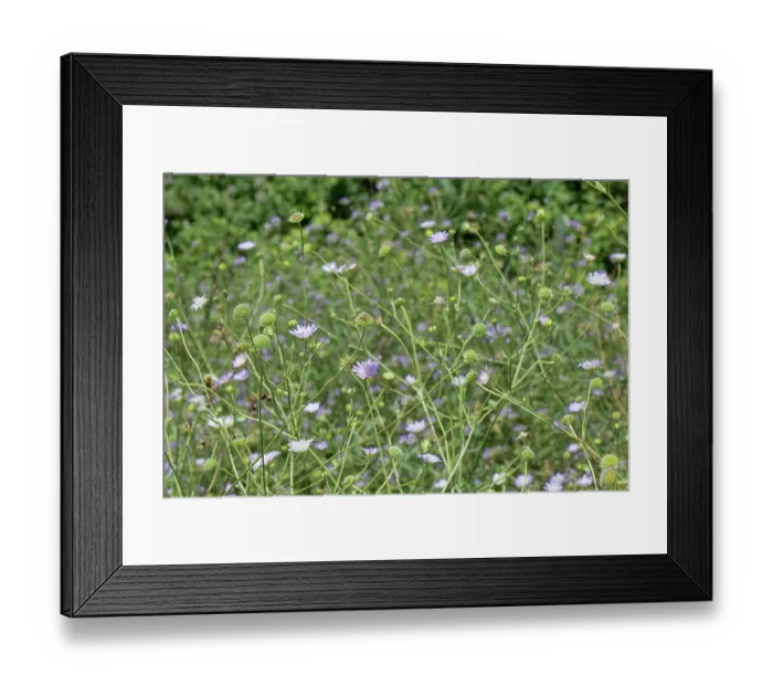Framed Print : Sweet scabious (Scabiosa atropurpurea) stand flowering in coastal hillside grassland, Corfu, Greece. May Framed Print : Sweet scabious (Scabiosa atropurpurea) stand flowering in coastal hillside grassland, Corfu, Greece. May
