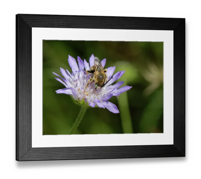 Framed Print : Long-horned bee (Tetraloniella sp.) male, nectaring on a Sweet scabious (Scabiosa atropurpurea) flowerhead, Corfu, Greece. May Framed Print : Long-horned bee (Tetraloniella sp.) male, nectaring on a Sweet scabious (Scabiosa atropurpurea) flowerhead, Corfu, Greece. May