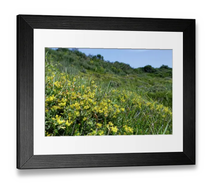 Framed Print : Lavender-leaved anthyllis (Anthyllis hermanniae) flowering on coastal hillside grassland, Corfu, Greece. May Framed Print : Lavender-leaved anthyllis (Anthyllis hermanniae) flowering on coastal hillside grassland, Corfu, Greece. May