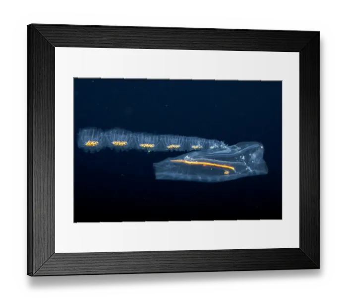 Framed Print : Pelagic tunicate / Salp (Cyclosalpa sp.), the attached pods are salp clones known as blastozooids, an example of asexual reproduction also known as the aggregate phase Framed Print : Pelagic tunicate / Salp (Cyclosalpa sp.), the attached pods are salp clones known as blastozooids, an example of asexual reproduction also known as the aggregate phase