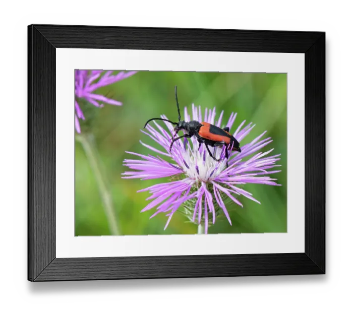 Framed Print : Heart longhorn beetle (Stictoleptura cordigera) foraging on a Purple milk thistle (Galactites tomentosa) flowerhead, Corfu, Greece. May Framed Print : Heart longhorn beetle (Stictoleptura cordigera) foraging on a Purple milk thistle (Galactites tomentosa) flowerhead, Corfu, Greece. May