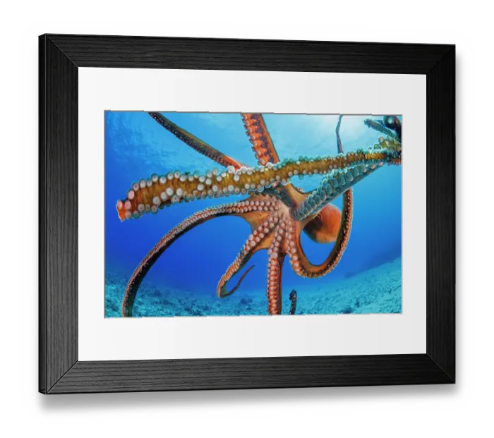 Framed Print : Day octopus (Octopus cyanea) portrait, Hawaii, Pacific Ocean Framed Print : Day octopus (Octopus cyanea) portrait, Hawaii, Pacific Ocean