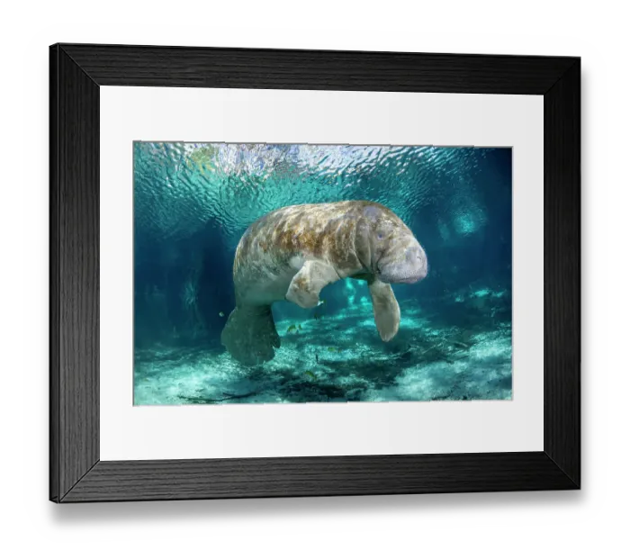 Framed Print : Florida manatee (Trichechus manatus latirostris) underwater portrait, Three Sisters Spring, Crystal River, Florida, USA. Endangered Framed Print : Florida manatee (Trichechus manatus latirostris) underwater portrait, Three Sisters Spring, Crystal River, Florida, USA. Endangered