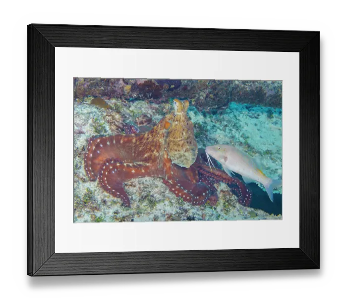 Framed Print : Day octopus (Octopus cyanea) and a Yellowsaddle goatfish (Parupeneus cyclostomus) hunting together on the reef, Guam, Micronesia, Pacific Ocean Framed Print : Day octopus (Octopus cyanea) and a Yellowsaddle goatfish (Parupeneus cyclostomus) hunting together on the reef, Guam, Micronesia, Pacific Ocean