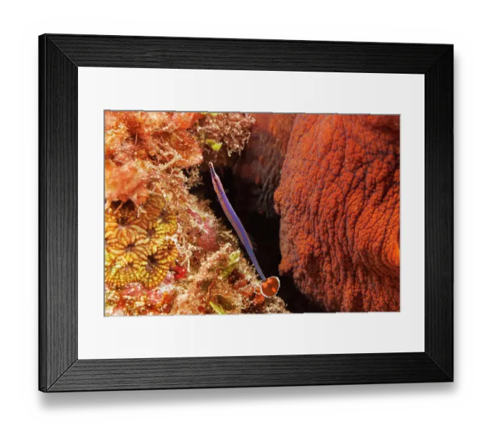 Framed Print : Flagtail pipefish (Doryrhamphus negrosensis) on a coral reef next to an octopus, Guam, Micronesia, Philippines Sea Framed Print : Flagtail pipefish (Doryrhamphus negrosensis) on a coral reef next to an octopus, Guam, Micronesia, Philippines Sea