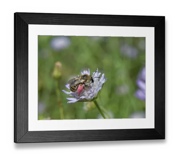 Framed Print : Long-horned bee (Tetraloniella sp.) female, nectaring on a Sweet scabious (Scabiosa atropurpurea) flowerhead, Corfu, Greece. May Framed Print : Long-horned bee (Tetraloniella sp.) female, nectaring on a Sweet scabious (Scabiosa atropurpurea) flowerhead, Corfu, Greece. May