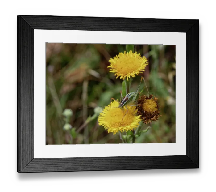 Framed Print : Ionian bright bush cricket (Poecilimon jonicus jonicus) female, feeding on Mediterranean fleabane (Pulicaria odora) flowers, Corfu, Greece. May Framed Print : Ionian bright bush cricket (Poecilimon jonicus jonicus) female, feeding on Mediterranean fleabane (Pulicaria odora) flowers, Corfu, Greece. May