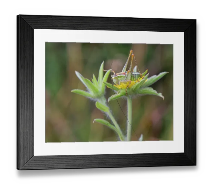 Framed Print : Ionian bright bush cricket (Poecilimon jonicus jonicus) female, sunning on Spiny starwort (Pallenis spinosa) flower, Corfu, Greece. May Framed Print : Ionian bright bush cricket (Poecilimon jonicus jonicus) female, sunning on Spiny starwort (Pallenis spinosa) flower, Corfu, Greece. May
