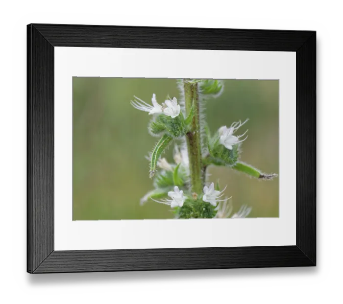 Framed Print : Pale bugloss (Echium italicum biebersteinii) flowering in coastal sand dunes, Corfu, Greece. May Framed Print : Pale bugloss (Echium italicum biebersteinii) flowering in coastal sand dunes, Corfu, Greece. May