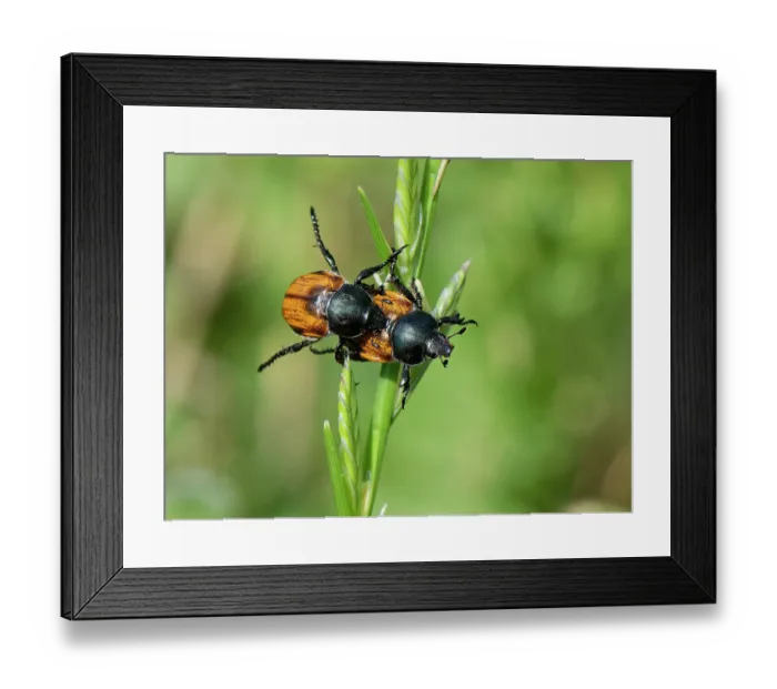 Framed Print : Shining leaf chafers (Anisoplia tempestiva) pair mating on a grass flowerhead, Corfu, Greece. May Framed Print : Shining leaf chafers (Anisoplia tempestiva) pair mating on a grass flowerhead, Corfu, Greece. May