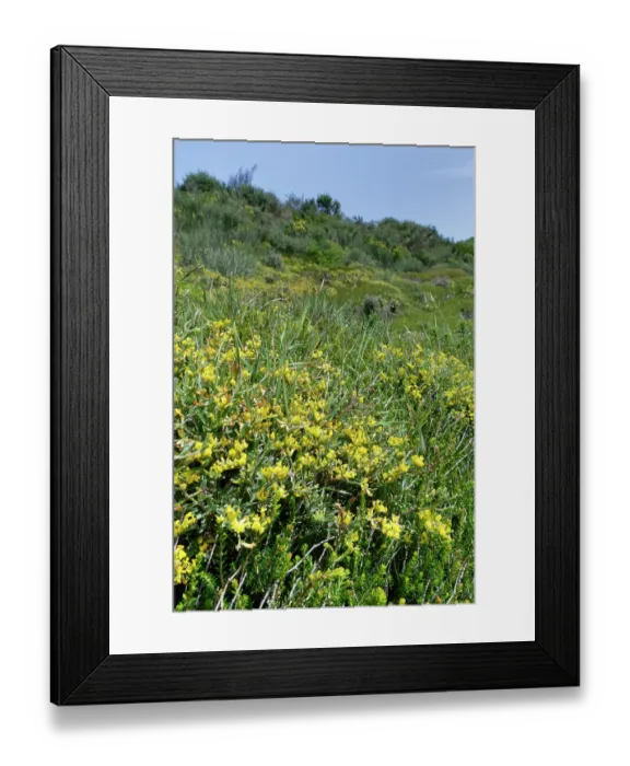 Framed Print : Lavender-leaved anthyllis (Anthyllis hermanniae) flowering on coastal hillside grassland, Corfu, Greece. May Framed Print : Lavender-leaved anthyllis (Anthyllis hermanniae) flowering on coastal hillside grassland, Corfu, Greece. May