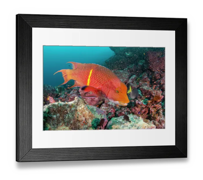Framed Print : Mexican hogfish (Bodianus diplotaenia) adult male phase, with schooling Pink cardinalfish (Apogon pacificus) on a reef, Gordon Rocks, Galapagos Islands, Pacific Ocean Framed Print : Mexican hogfish (Bodianus diplotaenia) adult male phase, with schooling Pink cardinalfish (Apogon pacificus) on a reef, Gordon Rocks, Galapagos Islands, Pacific Ocean