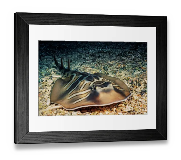 Framed Print : Eastern fiddler ray (Trygonorrhina fasciata) resting on seabed, New South Wales, Australia, Pacific Ocean Framed Print : Eastern fiddler ray (Trygonorrhina fasciata) resting on seabed, New South Wales, Australia, Pacific Ocean