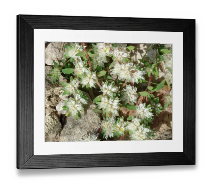 Framed Print : Algerian tea (Paronychia argentea) flowering on arid stony ground, Cabo de Gata-Nijar Natural Park, Almeria, Spain. March Framed Print : Algerian tea (Paronychia argentea) flowering on arid stony ground, Cabo de Gata-Nijar Natural Park, Almeria, Spain. March