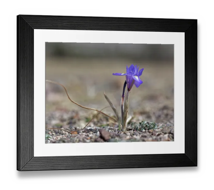 Framed Print : Barbary nut iris (Moraea sisyrinchium) flowering on arid coastal ground behind a beach, Cabo de Gata-Nijar Natural Park, Almeria, Spain. March Framed Print : Barbary nut iris (Moraea sisyrinchium) flowering on arid coastal ground behind a beach, Cabo de Gata-Nijar Natural Park, Almeria, Spain. March