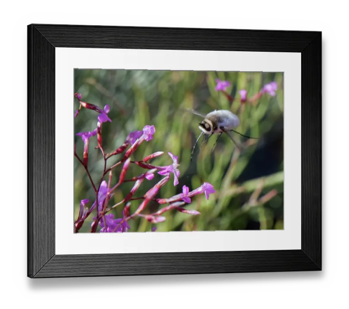 Framed Print : Bee fly (Dischistus sp.) flying in to feed on Pink immortelle (Limonium insigne) flowers, Cabo de Gata-Nijar Natural Park, Almeria, Spain. March Framed Print : Bee fly (Dischistus sp.) flying in to feed on Pink immortelle (Limonium insigne) flowers, Cabo de Gata-Nijar Natural Park, Almeria, Spain. March